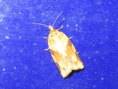 Clepsis spectrana