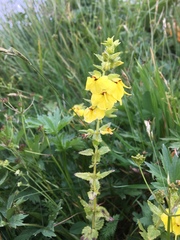 Rhynchocorys elephas