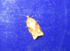 Clepsis spectrana
