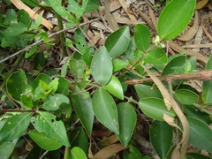 Jasminum cuspidatum