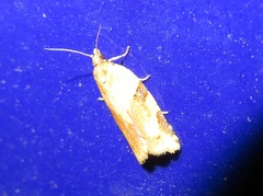 Clepsis spectrana