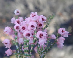 Erica umbelliflora