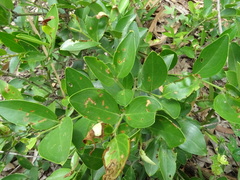 Jasminum cuspidatum