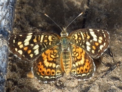 Phyciodes picta