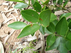 Jasminum cuspidatum