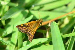 Metisella