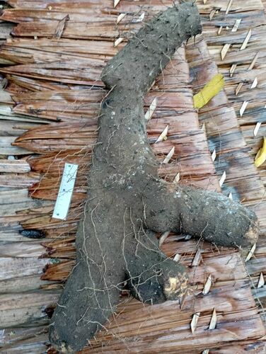 Dioscorea nummularia observed 2024-11-23