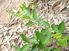 Jasminum cuspidatum