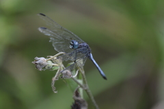 Cannaphila