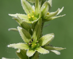 Veratrum oxysepalum