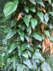 Hedera pastuchovii