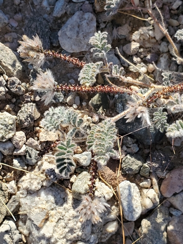 Image of Dalea mollissima by (c) Bob Miller, some rights reserved (CC BY)