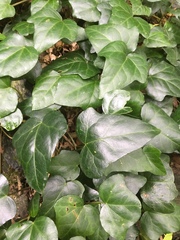 Hedera pastuchovii