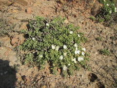 Drosanthemum framesii