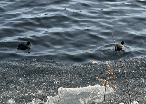 American Coot photographed in New York