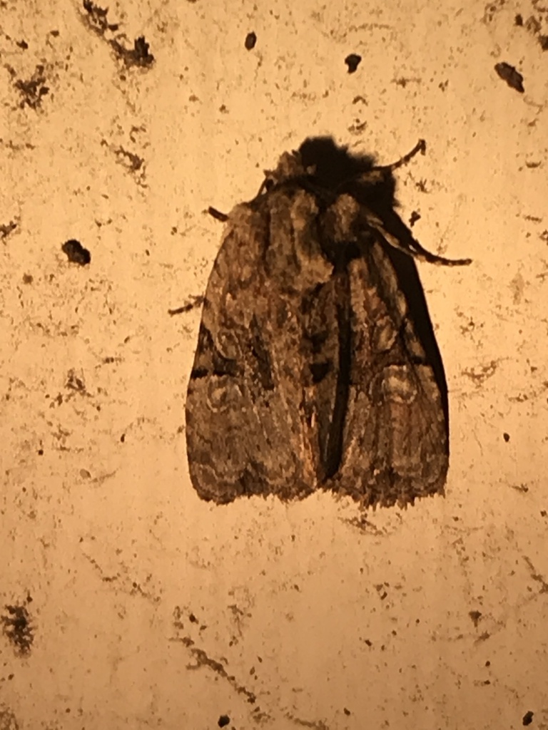 Black-banded Brocade