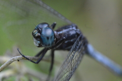 Cannaphila
