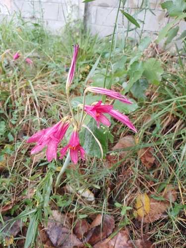 Image of Zephyranthes bifida by no rights reserved