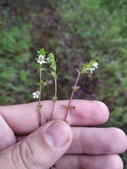 Euphrasia maximowiczii