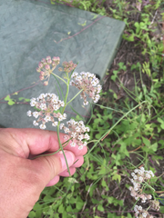 Asclepias linearis