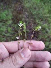 Euphrasia maximowiczii