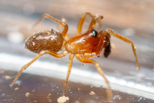 Autumn Money Spider photo 2
