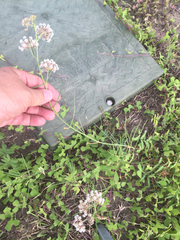 Asclepias linearis