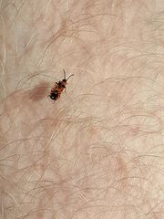 Horvathiolus superbus