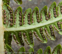 Oreopteris quelpartensis