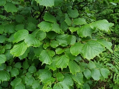 Corylus heterophylla