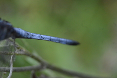 Cannaphila