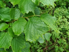 Corylus heterophylla