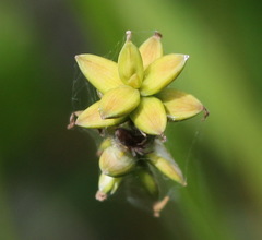 Carex loliacea