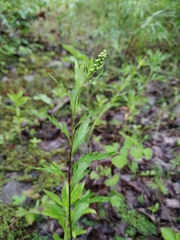 Artemisia integrifolia