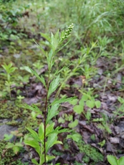 Artemisia integrifolia