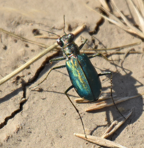 Punctured Tiger Beetle
