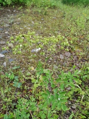 Thalictrum aquilegiifolium sibiricum
