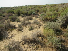 Pteronia oblanceolata