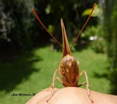 Opsiphanes boisduvallii