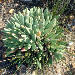 Machairophyllum albidum