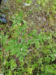 Thalictrum aquilegiifolium sibiricum