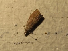 Dichrorampha simpliciana