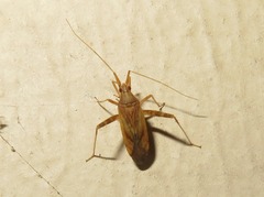 Phytocoris varipes