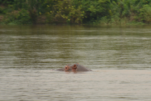 Common Hippopotamus