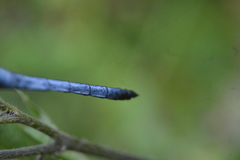 Cannaphila