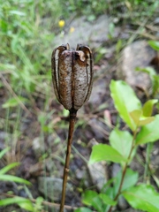 Lilieae