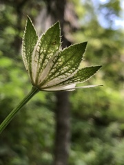 Astrantia maxima