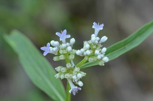 Knoxia sumatrensis observed 2025-02-23