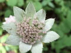 Astrantia maxima