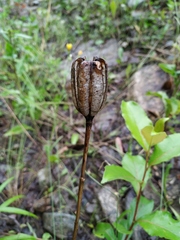 Lilieae